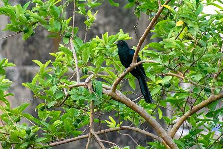 Black Cuckoo-shrike